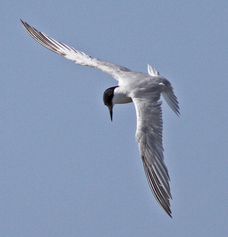 In an area teeming with birds we’ll seek out local specialities such as Damara Tern…